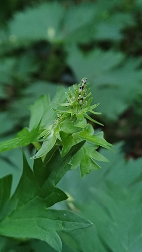 Aconitum moldavicum (Aconitum moldavicum)