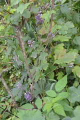 Aconitum moldavicum (Aconitum moldavicum)