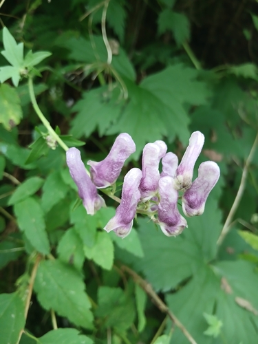 Aconitum moldavicum (Aconitum moldavicum)