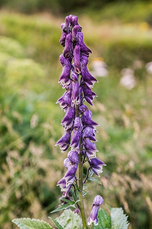 Aconitum moldavicum: Aconitum moldavicum în Munții Rodnei