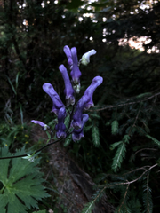 Aconitum moldavicum (Aconitum moldavicum)