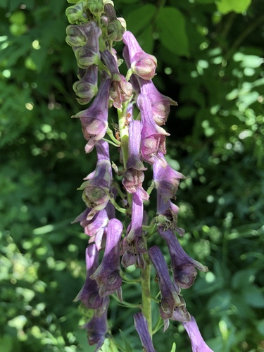 Aconitum moldavicum (Aconitum moldavicum)