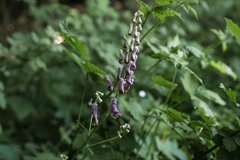 Aconitum moldavicum (Aconitum moldavicum)