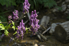 Aconitum moldavicum (Aconitum moldavicum)