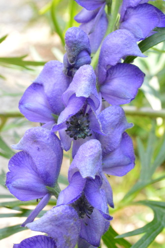 Aconite (Aconitum napellus)