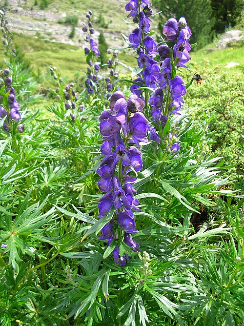 Aconite: Common monkshood (Aconitum napellus) taken in the Ortler Alps