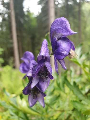 Aconite (Aconitum napellus)