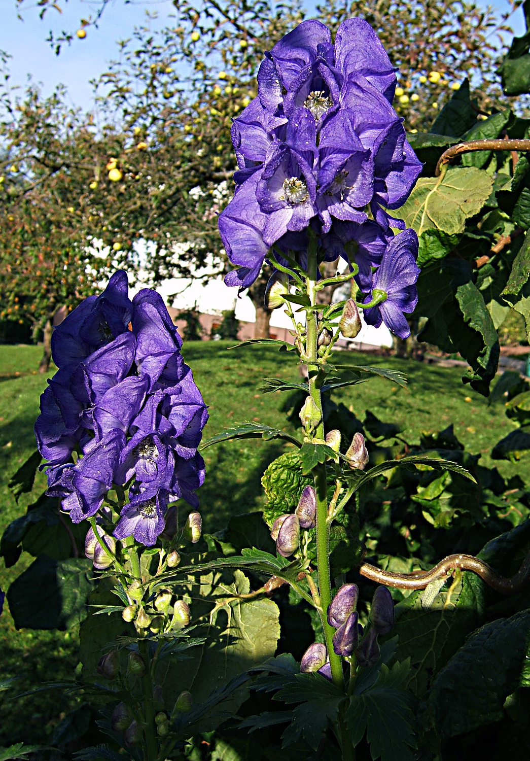 Aconite: Aconite, Monkshood