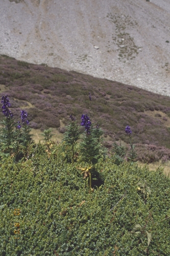 Aconite (Aconitum napellus)