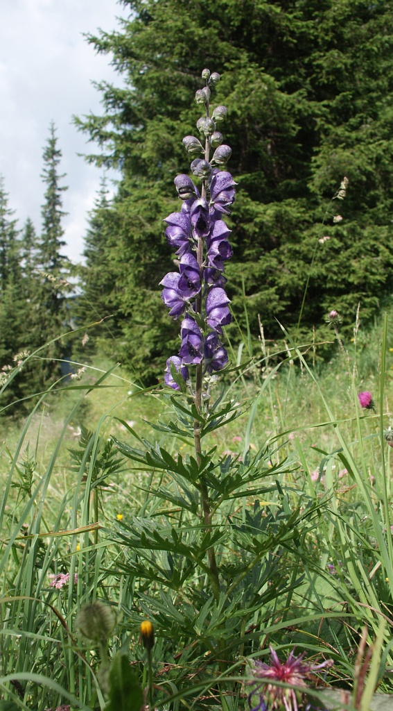 Aconite: Aconitum napellus , Tannheimer Berge, Austria