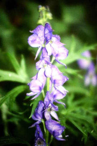Aconite (Aconitum napellus)