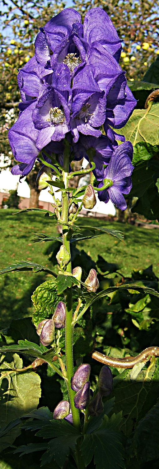 Aconite: Aconite, Monkshood