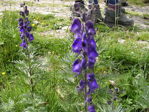 Aconite (Aconitum napellus)