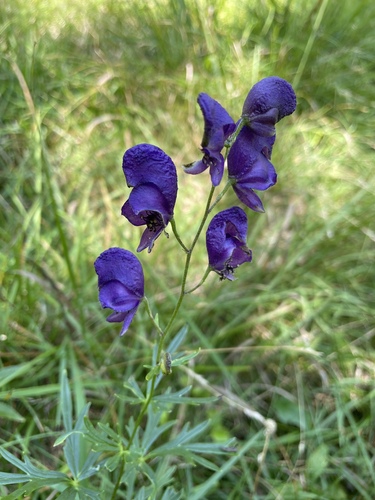 Aconite (Aconitum napellus)