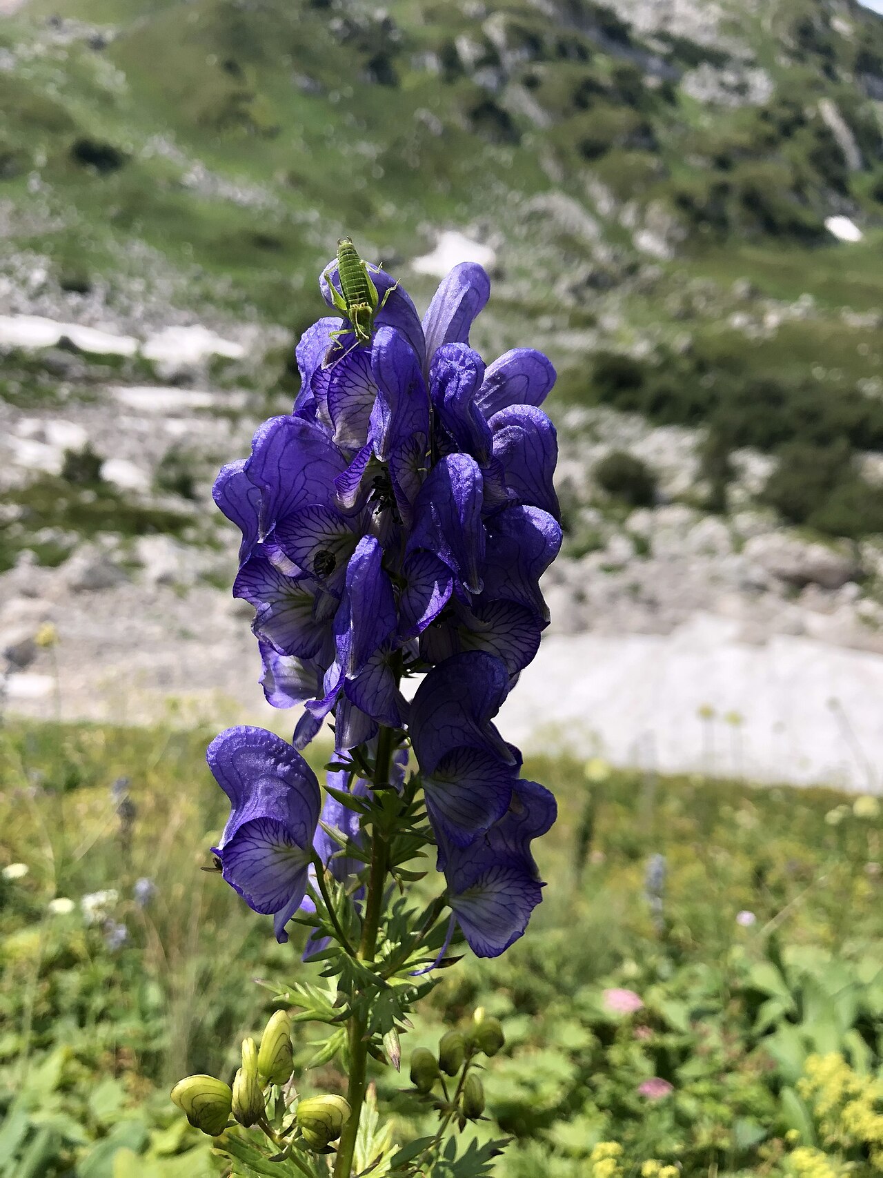 Aconitum nasutum: Aconitum nasutum in Russia