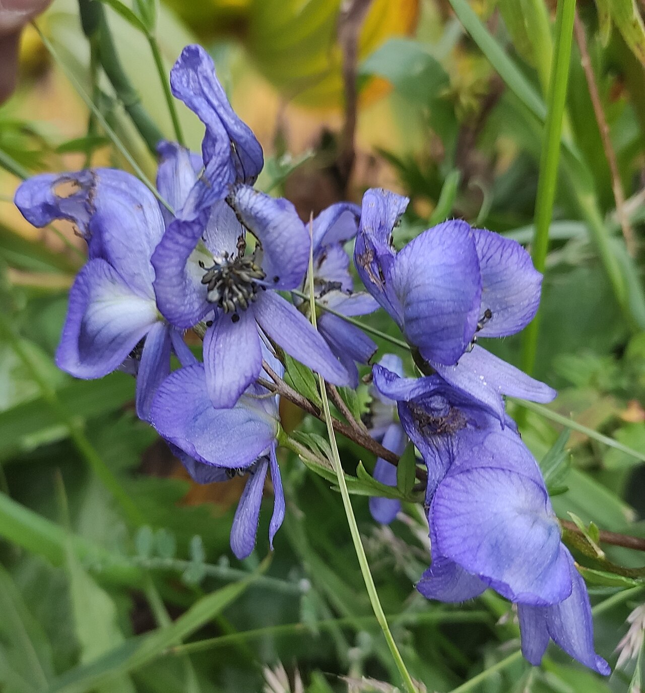 Aconitum nasutum: Aconitum nasutum in Russia