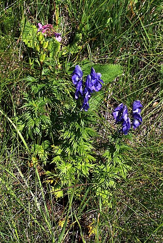 Aconitum nasutum: Aconitum nasutum
