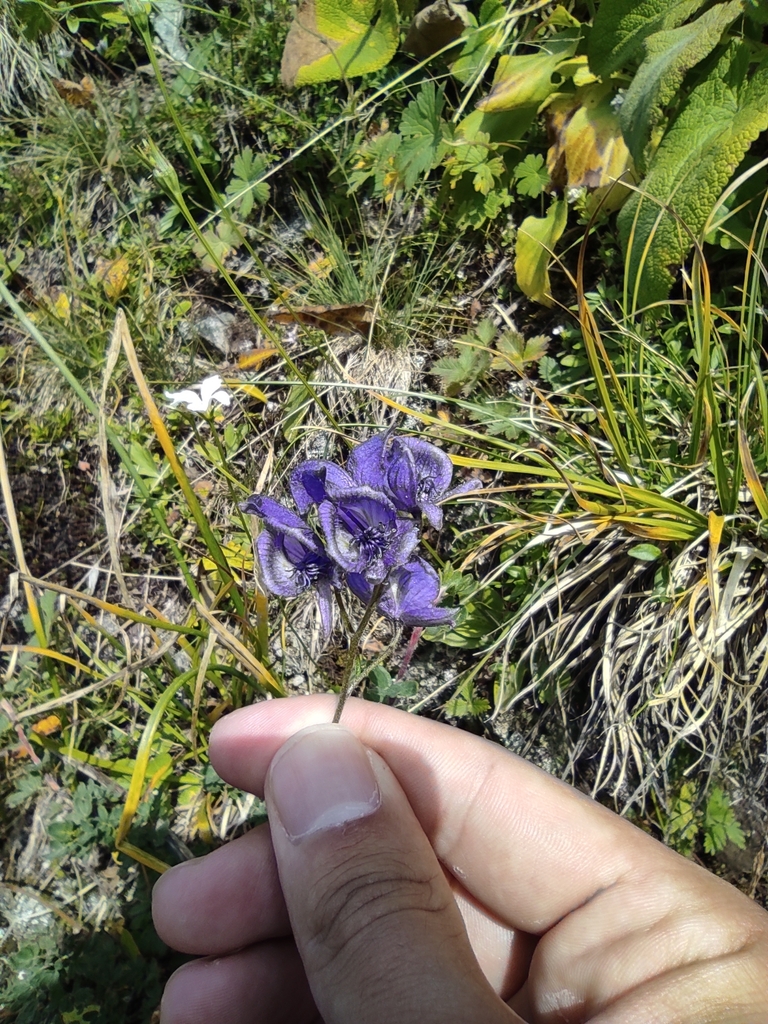 Aconitum nemorum (Aconitum nemorum)