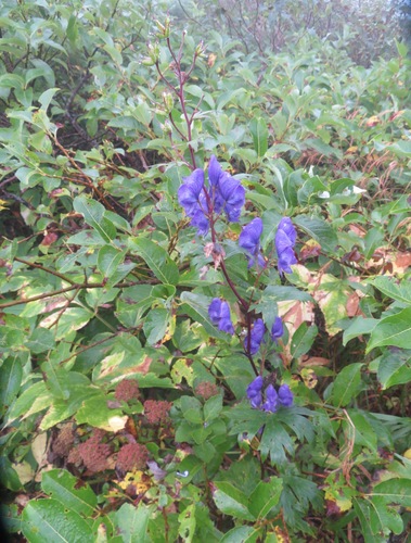 Aconitum nipponicum (Aconitum nipponicum)