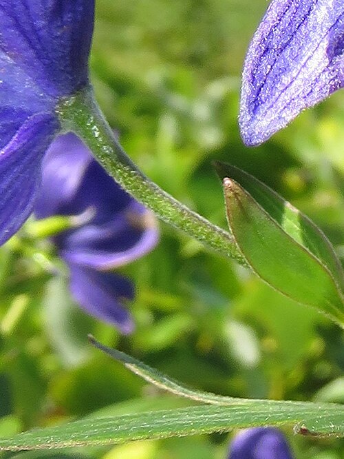 Aconitum nipponicum: Aconitum nipponicum , Mount Iide, Fukushima pref., Japan