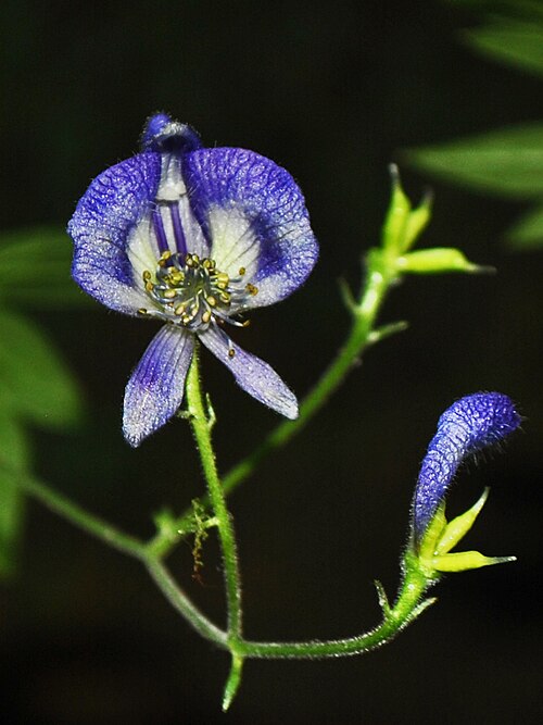 Northern blue monkshood: Aconitum noveboracense - Northern Monkshood - Wisconsin, US