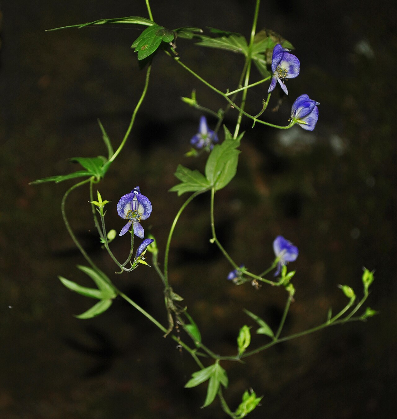 Northern blue monkshood: Aconitum noveboracense , at Parfrey's Glen State Natural Area, SNA #1, Sauk County, Wsconsin .