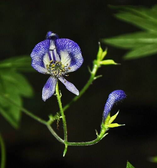 Northern blue monkshood: Aconitum noveboracense - Northern Monkshood - Wisconsin, US
