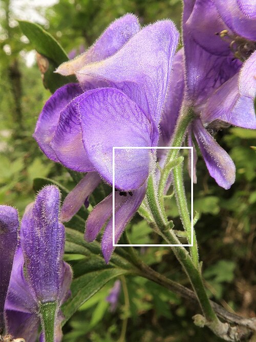Aconitum okuyamae: Aconitum okuyamae , Yamagata city, Yamagata pref., Japan