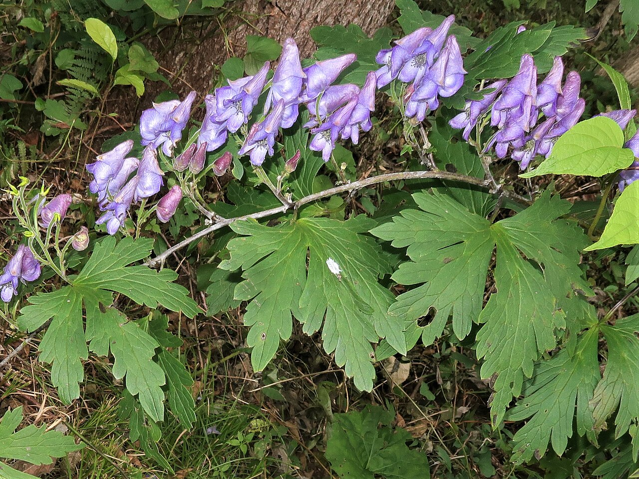 Aconitum okuyamae: Aconitum okuyamae , Yamagata City Wild Plants Garden, Yamagata pref., Japan