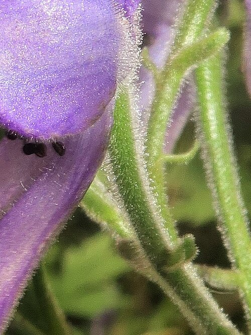 Aconitum okuyamae: Aconitum okuyamae , Yamagata city, Yamagata pref., Japan