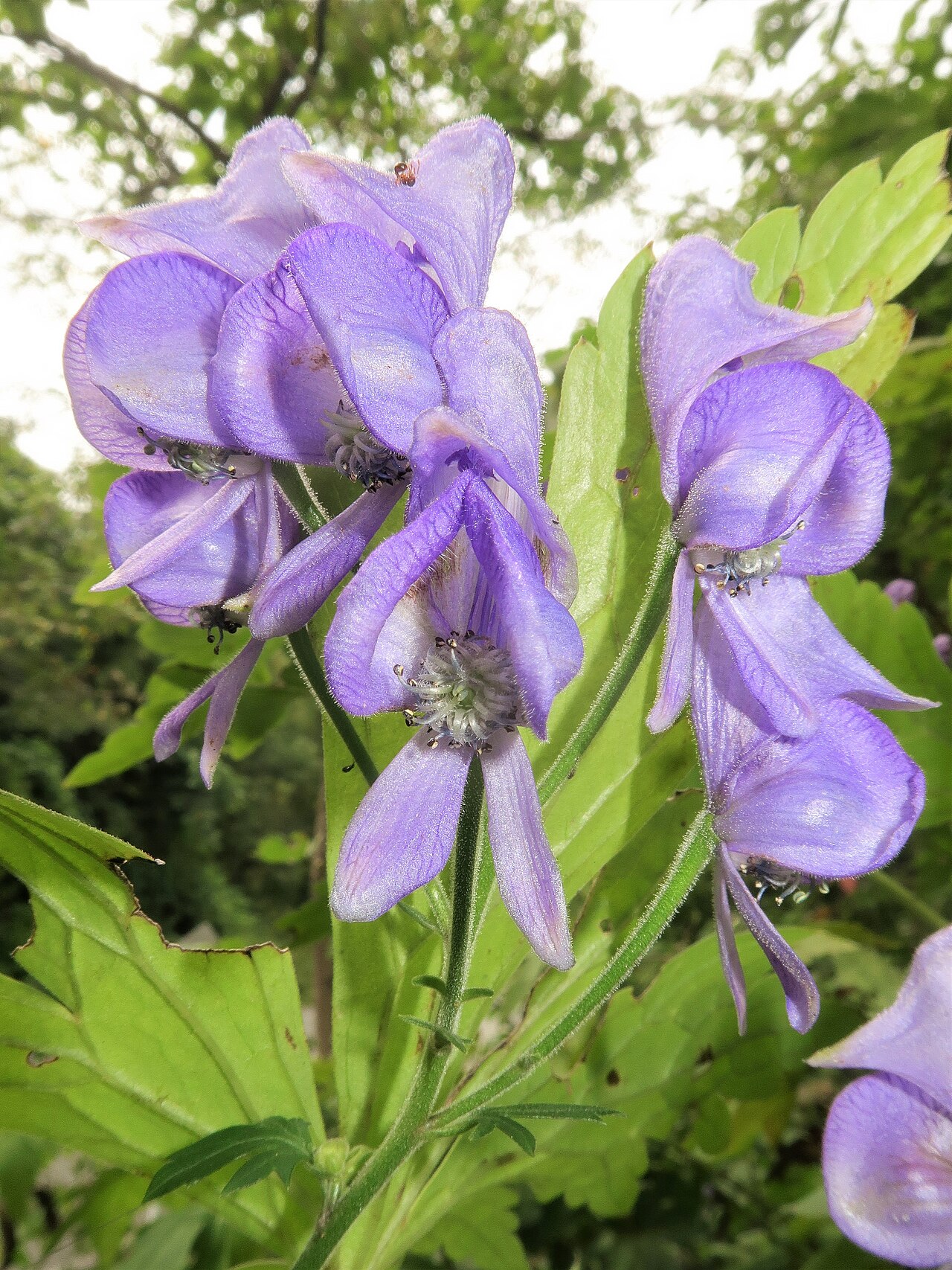 Aconitum okuyamae: Aconitum okuyamae , Yamagata city, Yamagata pref., Japan
