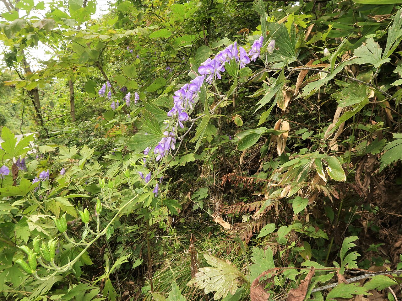 Aconitum okuyamae: Aconitum okuyamae , Yamagata city, Yamagata pref., Japan