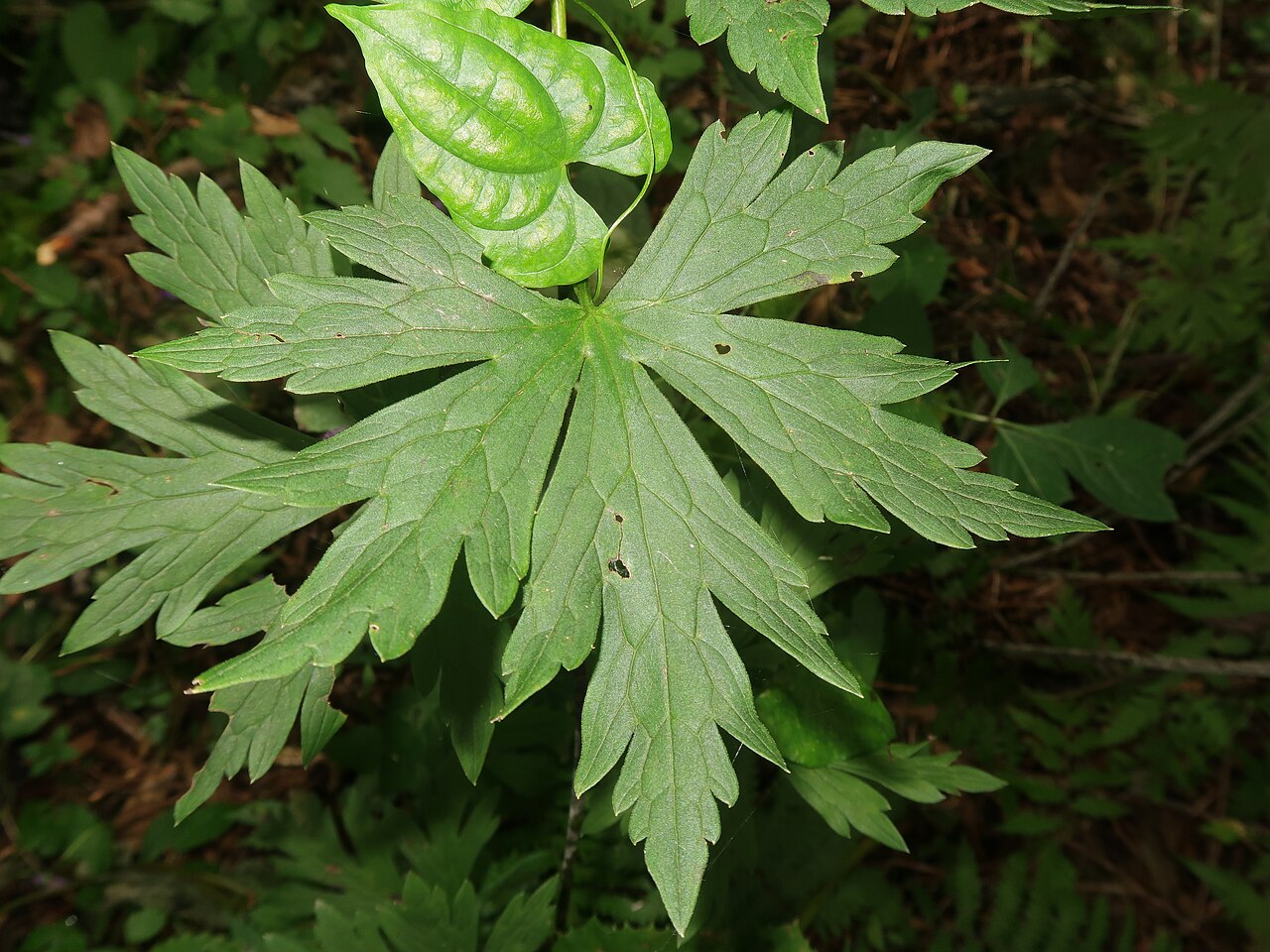 Aconitum okuyamae: Aconitum okuyamae , Yamagata City Wild Plants Garden, Yamagata pref., Japan