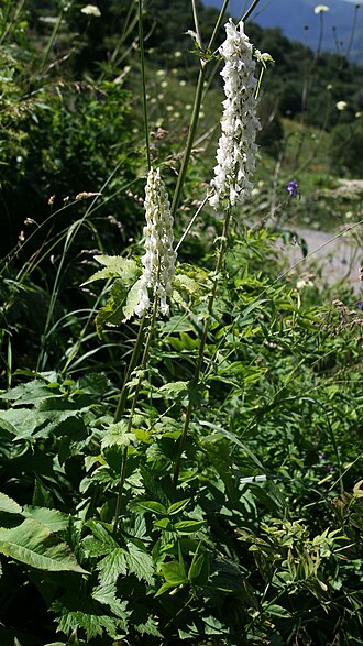 Aconitum orientale: Aconitum orientale , Hahnenfußgewächse (Ranunculaceae) – Georgien/საქართველო: Kleiner Kaukasus, an der Straße zum Tskhratskaro-Pass, ca. 4,9 km SSW Bakuriani/ბა