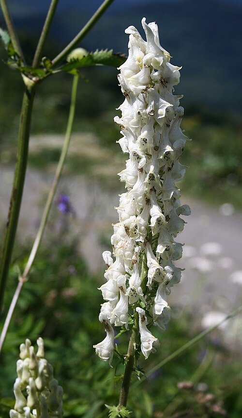 Aconitum orientale: Aconitum orientale , Hahnenfußgewächse (Ranunculaceae) – Georgien/საქართველო: Kleiner Kaukasus, an der Straße zum Tskhratskaro-Pass, ca. 4,9 km SSW Bakuriani/ბა