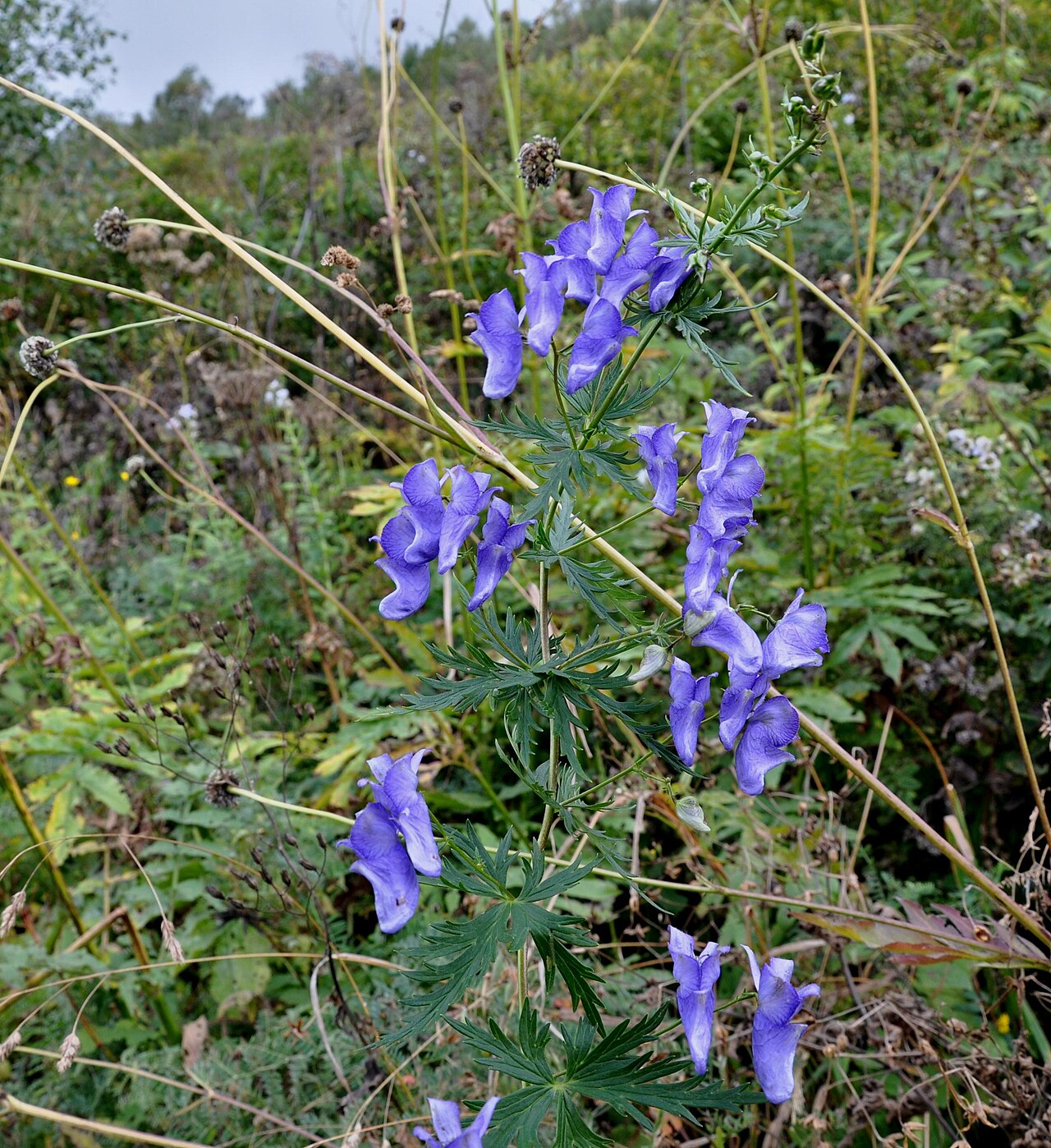 Aconitum orientale: Taken in Shkmeri