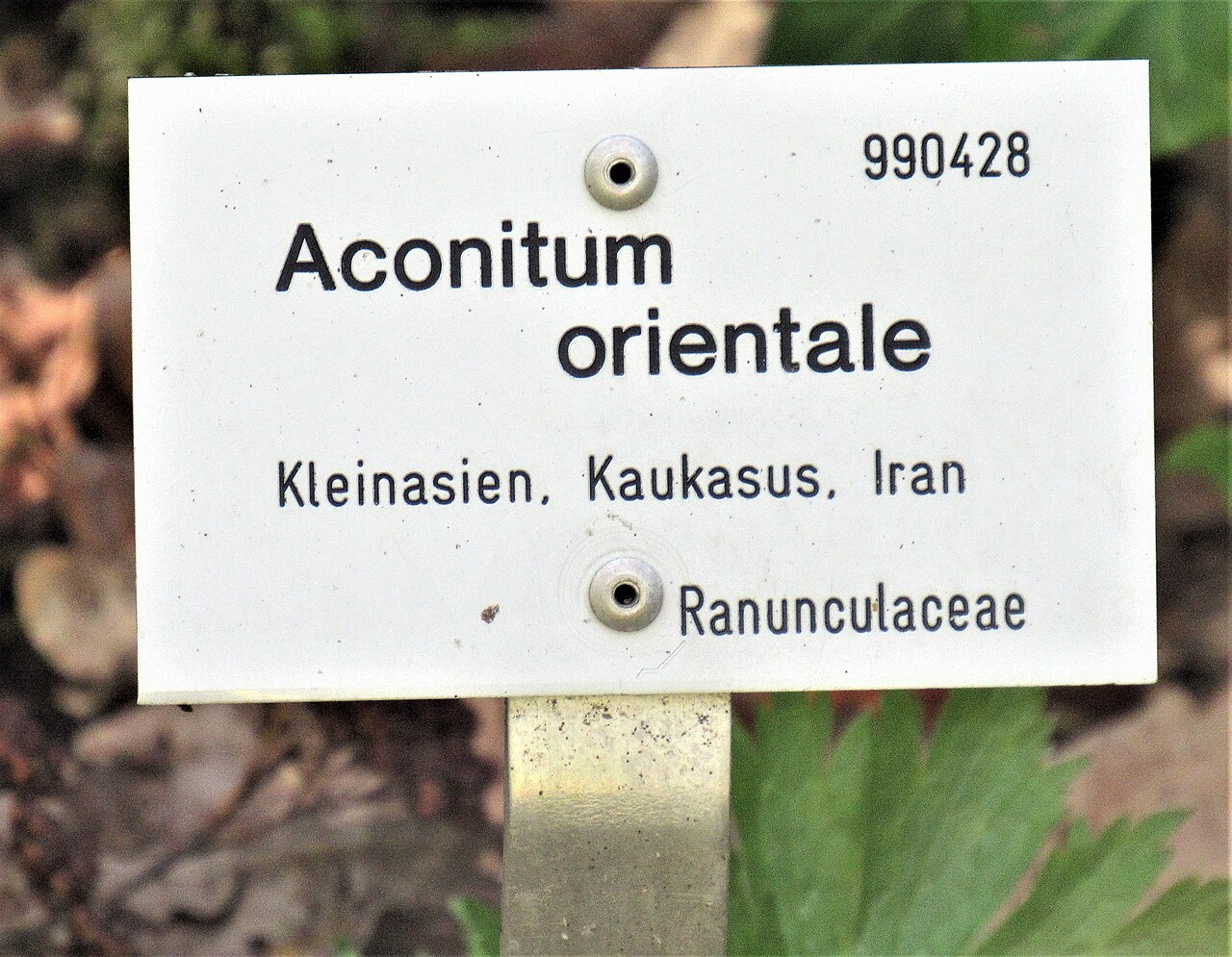 Aconitum orientale: Informationstafel Aconitum orientale im Ökologisch-Botanischen Garten in Bayreuth