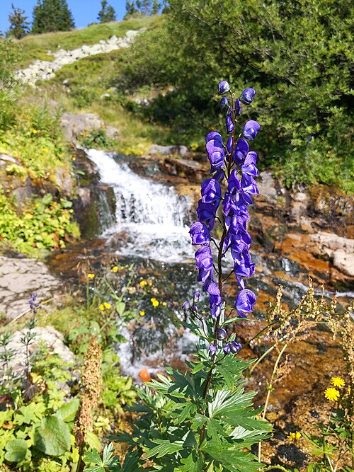 Aconitum plicatum: Aconitum plicatum from Krkonoše National Park (near Labská bouda), Czechia