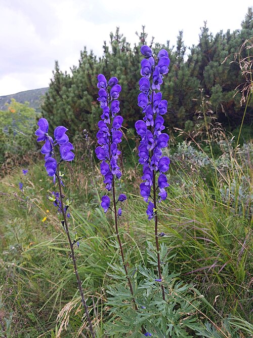 Aconitum plicatum: Aconitum plicatum from Krkonoše National Park, Poland