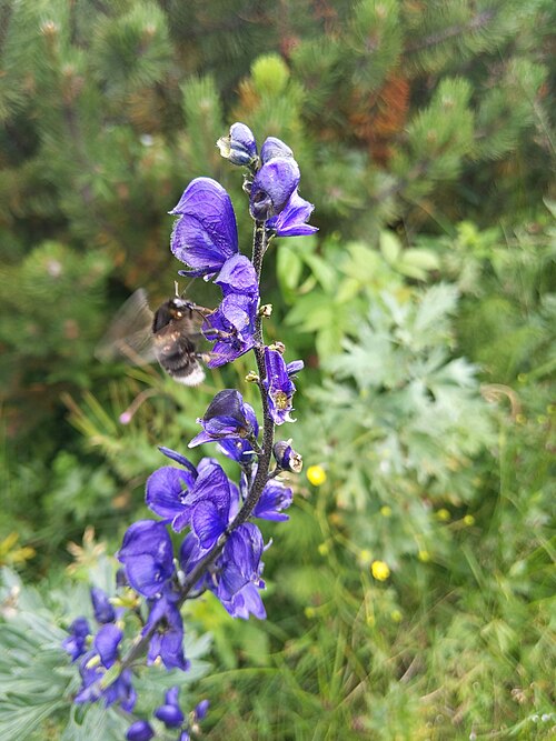 Aconitum plicatum: Aconitum plicatum from Krkonoše National Park, Poland (near border with Czechia) note the bumblebee – pollinator