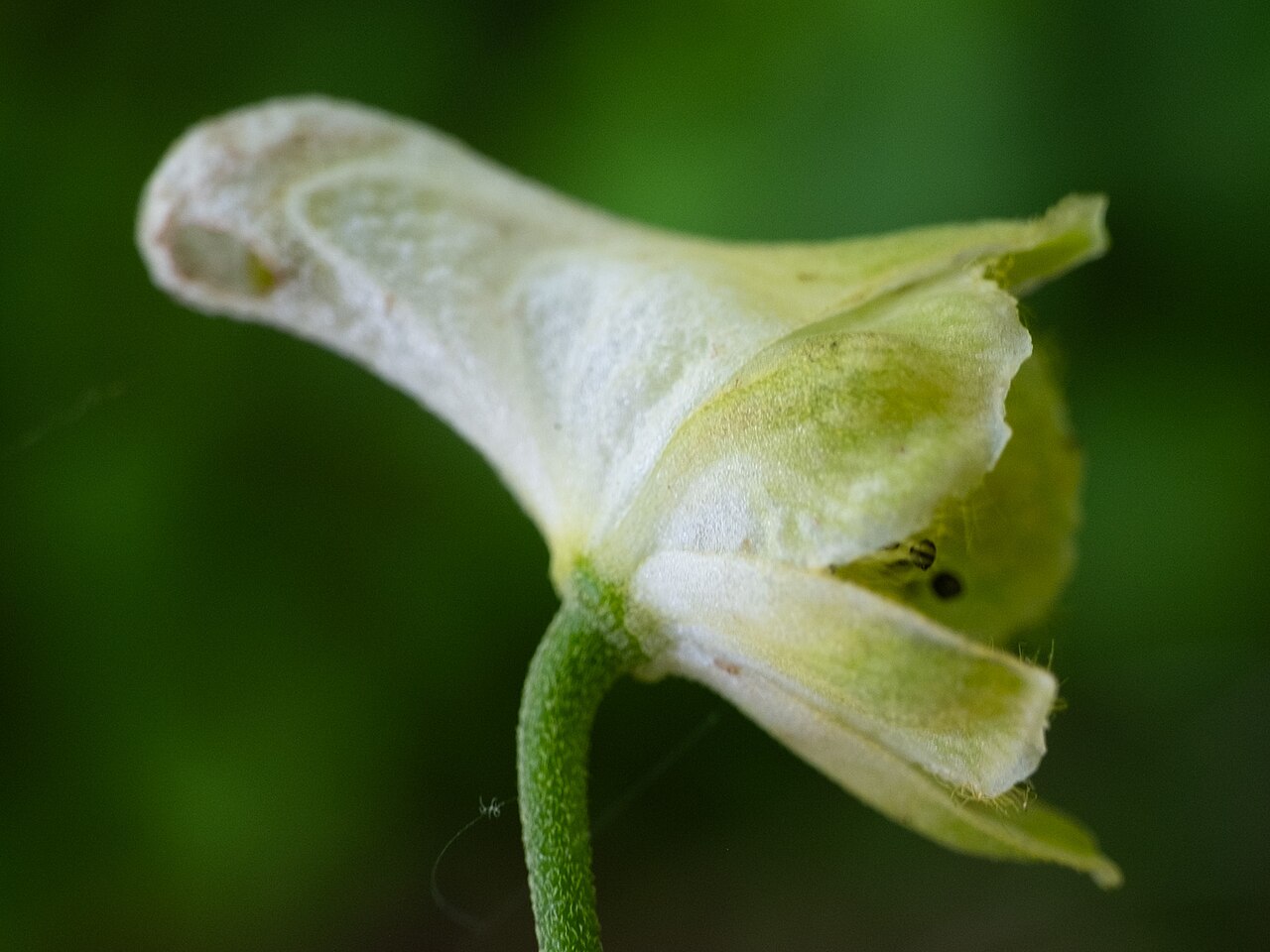Trailing white monkshood: Trailing white monkshood ( Aconitum reclinatum ) in the United States