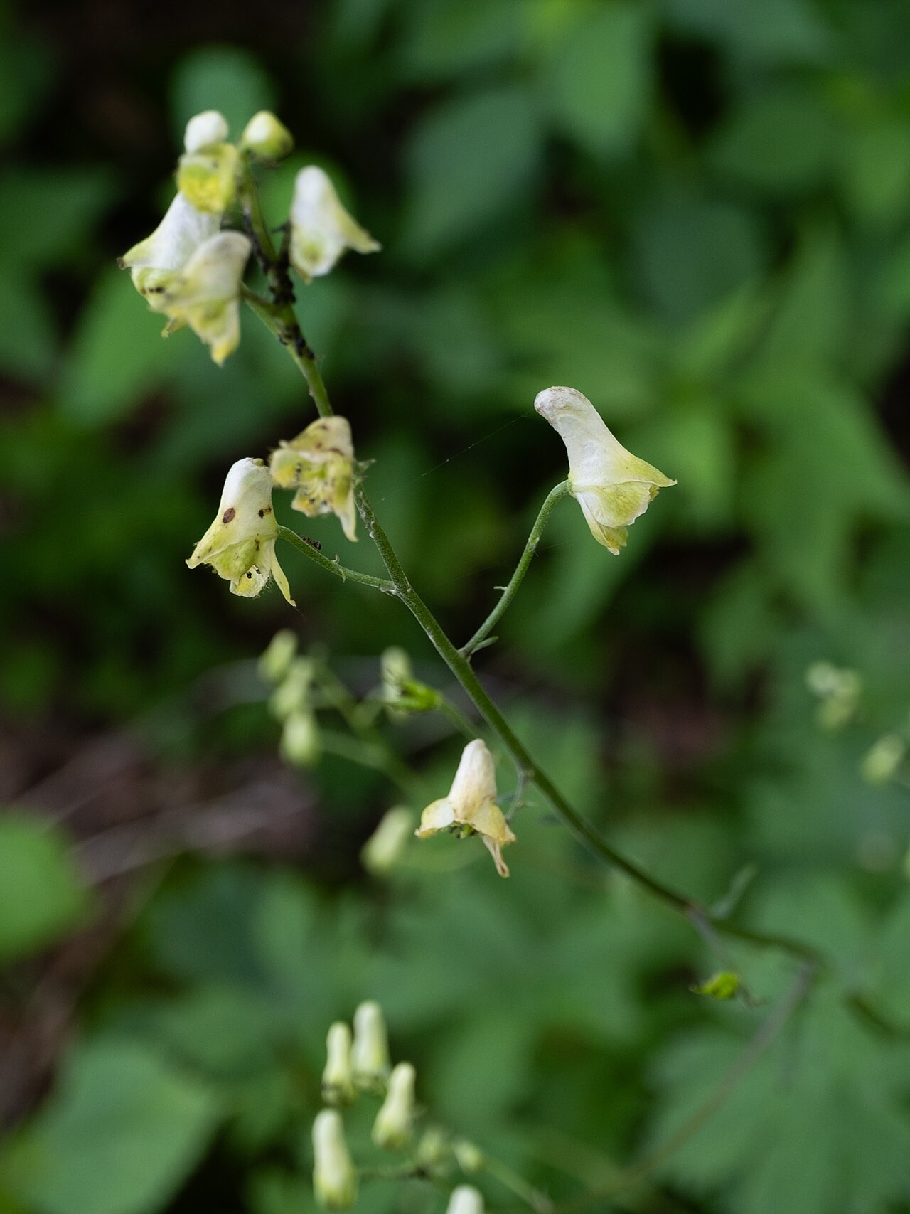 Trailing white monkshood: Trailing white monkshood ( Aconitum reclinatum ) in the United States
