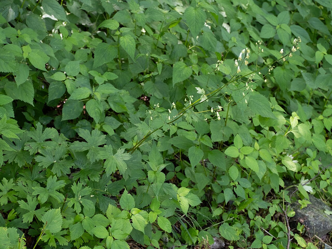 Trailing white monkshood: Trailing white monkshood ( Aconitum reclinatum ) in the United States