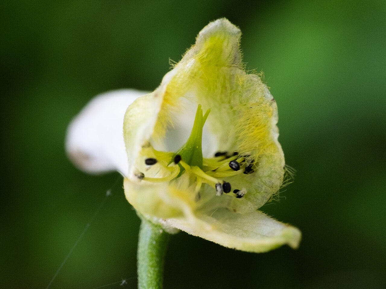 Trailing white monkshood: Trailing white monkshood ( Aconitum reclinatum ) in the United States