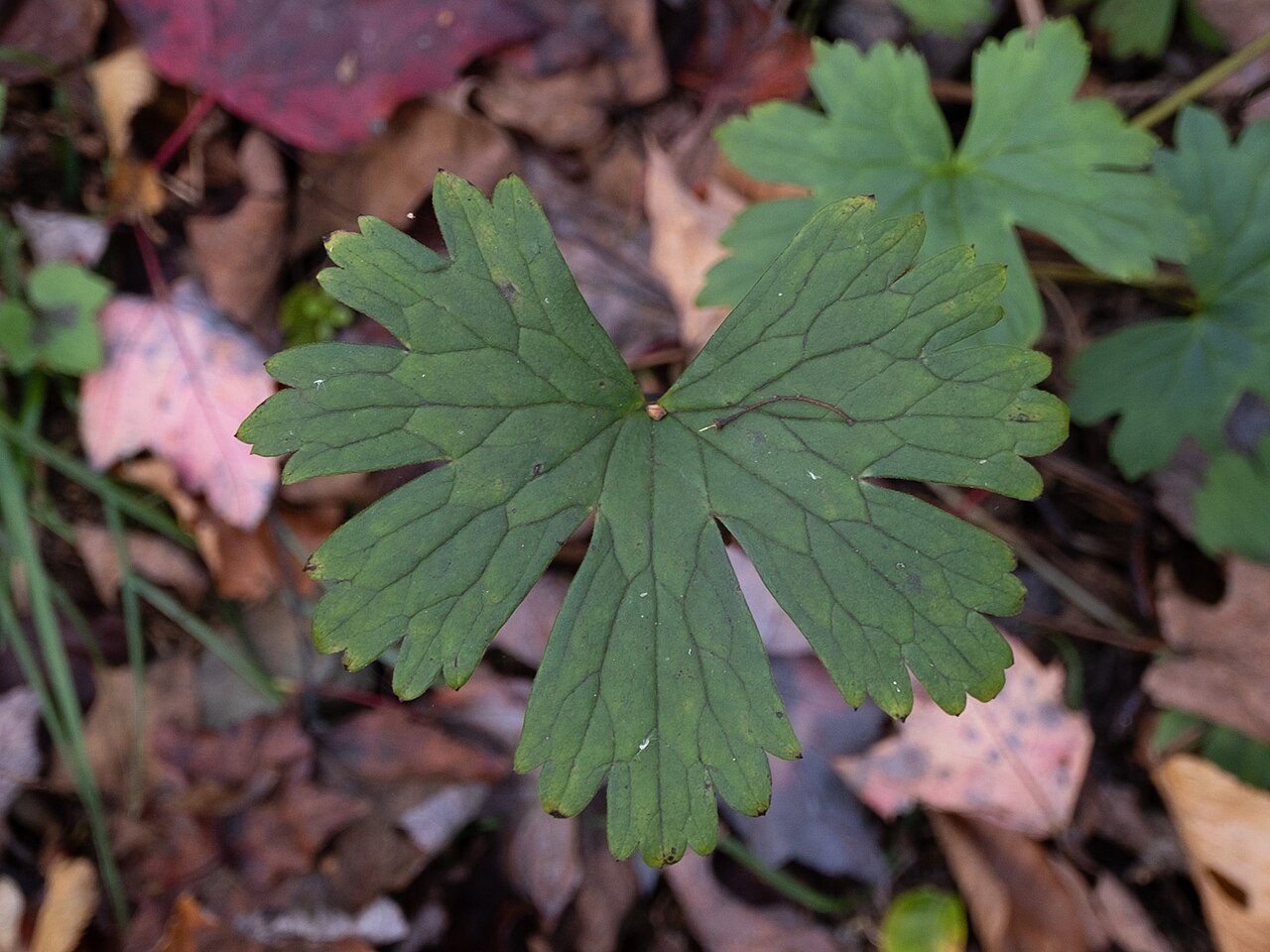 Trailing white monkshood: Trailing white monkshood ( Aconitum reclinatum ) in the United States