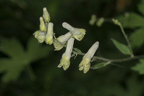 Trailing white monkshood: Aconitum reclinatum bloom