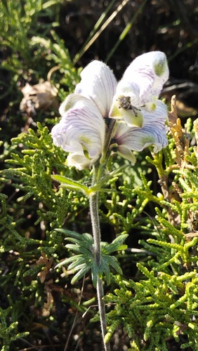 Aconitum rotundifolium (Aconitum rotundifolium)