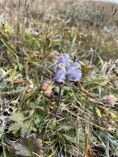 Aconitum rotundifolium (Aconitum rotundifolium)