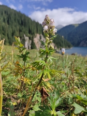Aconitum rotundifolium (Aconitum rotundifolium)