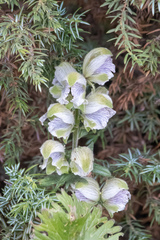 Aconitum rotundifolium (Aconitum rotundifolium)